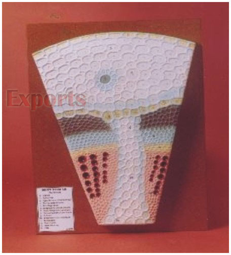 DICOT STEM T.S.